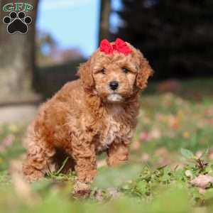 Sweet Potato, Miniature Poodle Puppy